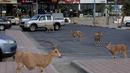 Nubian ibexes, sejenis kambing gurun, berkeliaran di jalanan selama ockdown di Kota Mitzpe Ramon, Israel (4/2/2021). Penerapan lockdown ini membuat kambing gurun berkeliaran di tengah kota ketika warga dibatasi aktivitasnya. (AFP/ Menahem Kahana)