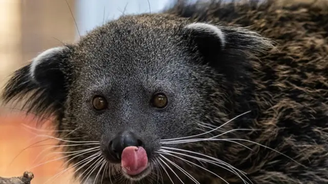 Hewan Binturong, satwa unik yang tinggal di hutan tropis Indonesia
