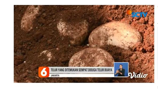 Puluhan telur yang ditemukan petugas UPK Badan Air Dinas Lingkungan Hidup Jakarta Utara.