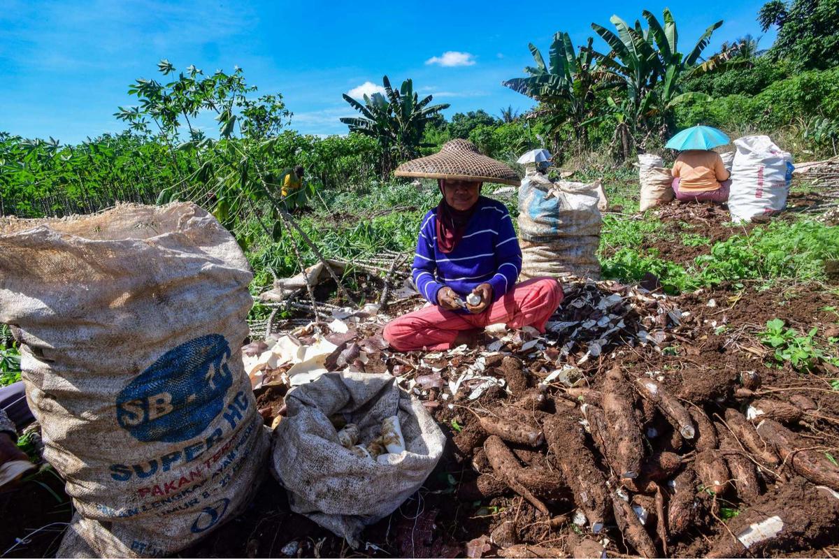 Petani menjerit harga singkong anjlok