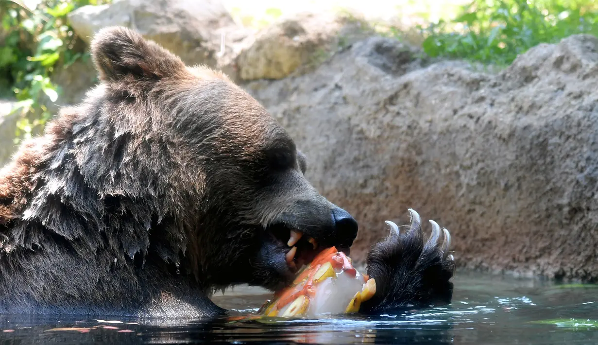 Seekor beruang menjilati es untuk mendinginkan diri selama gelombang panas di kebun binatang "Bioparco" di Roma, Italia (25/7). (AFP Photo/Tiziana Fabi)