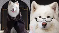 Anjing Ini Punya Penghasilan hingga Rp 1,1 Miliar Per Tahun, Begini 7 Gayanya