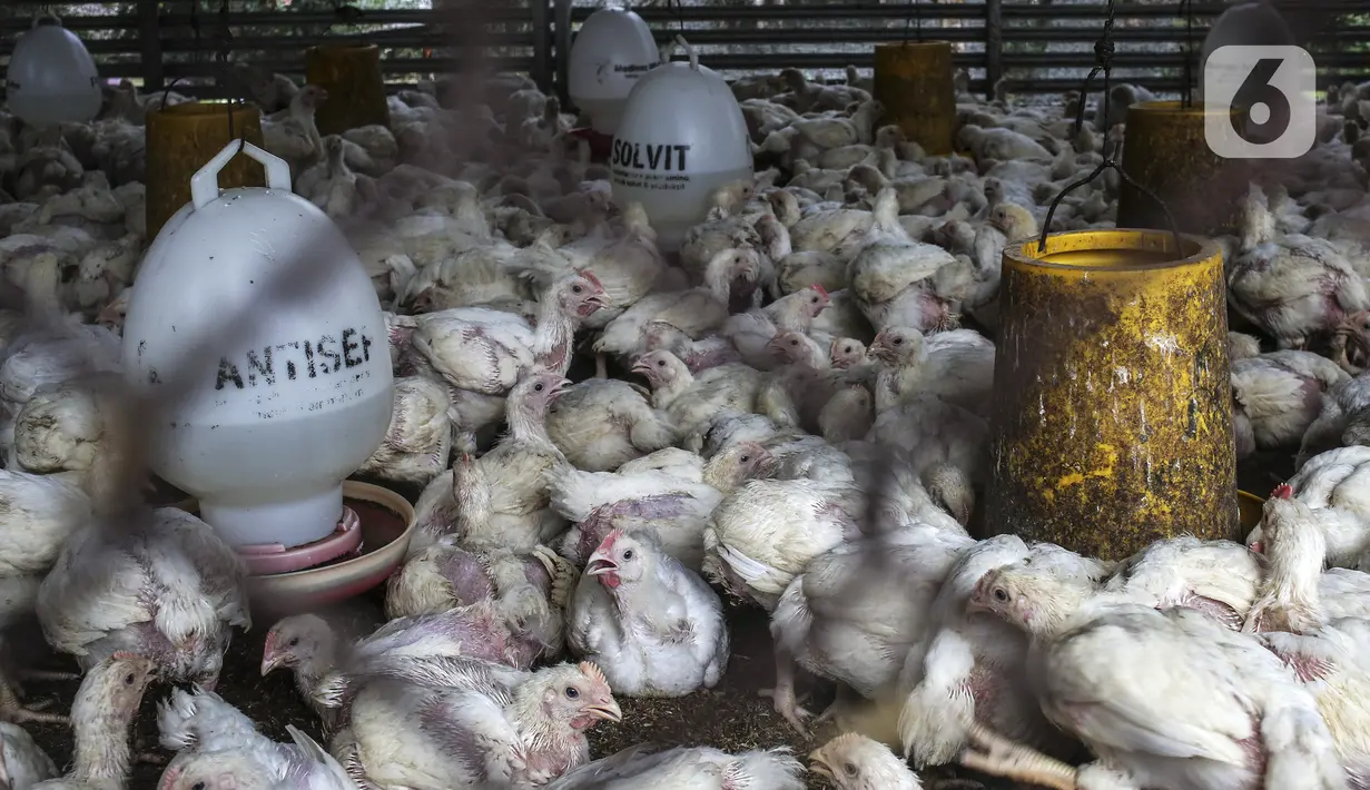 Ayam-ayam terlihat dalam kandang di tempat pemotongan ayam, Jakarta, Jumat (3/12/2021). Jelang Natal dan Tahun Baru harga beberapa kebutuhan pokok khususnya daging sapi dan ayam masih stabil, kecuali minyak goreng curah yang mengalami kenaikan. (Liputan6.com/Johan Tallo)