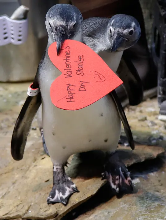 Penguin Afrika membawa sarang berbentuk hati yang dibagikan di Akademi Ilmu Pengetahuan California, San Francisco, Selasa (12/2). Hati dibagikan kepada penguin yang secara alami menggunakan bahan serupa untuk membangun sarang di alam liar. (AP/Jeff Chiu)