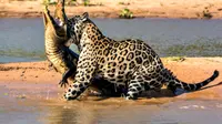 Astaga, Jaguar Ini Menyergap Seekor Buaya