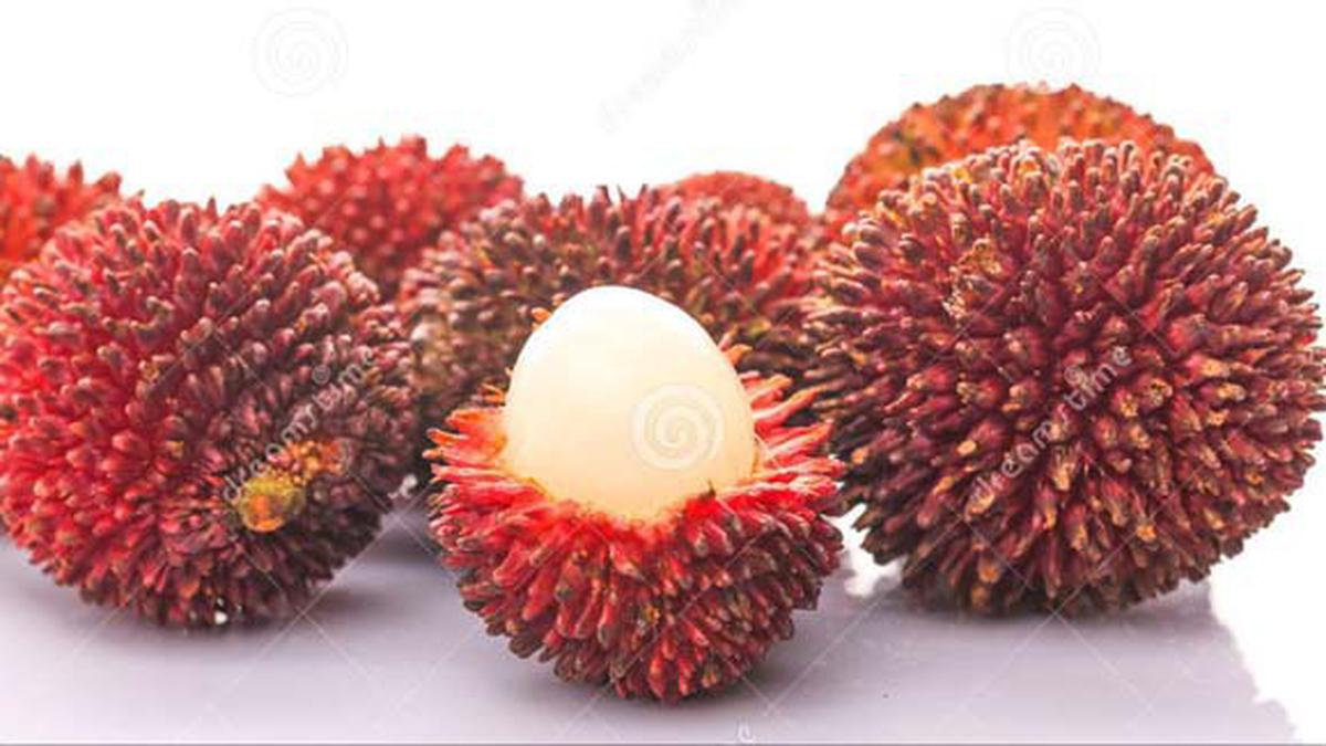 Yuk Berkenalan dengan Buah Kapulasan