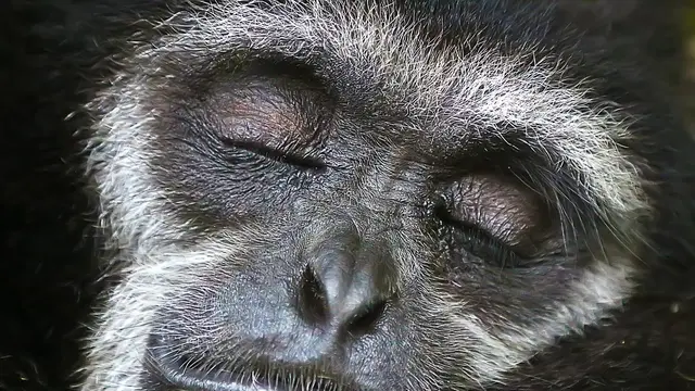 Ilustrasi Gibbon