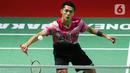 Pebulu tangkis tunggal putra Indonesia Jonatan Christie saat bertanding melawan sesama pebulu tangkis tunggal putra Indonesia Shesar Hiren Rhustaviti pada babak 16 besar turnamen Daihatsu Indonesia Masters 2023 di Istora Senayan, Jakarta, Kamis (26/1/2023). Jonatan Christie menang atas Shesar Hiren Rhustavito dengan skor 21-16 dan 21-15. (Liputan6.com/Herman Zakharia)