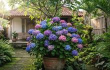 Cara Menanam Bunga Hydrangea untuk Pemula agar Cepat Berbunga dan Warnanya Cantik