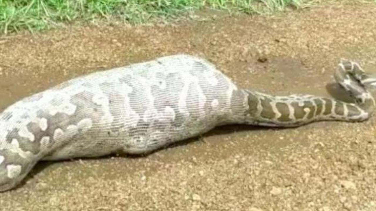 6 Potret Ular Bernasib Tragis Karena Rakus, Ada yang Mati Usai Makan Landak