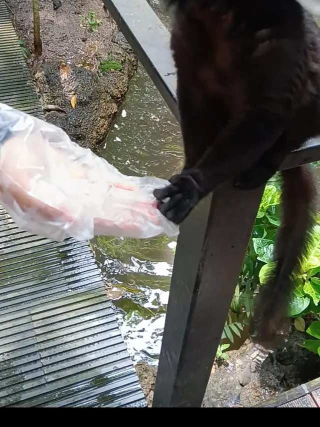 Bercengkerama dengan Lemur dan Kawan-kawannya di Batu Secret Zoo, Sekalian Belajar soal Konservasi