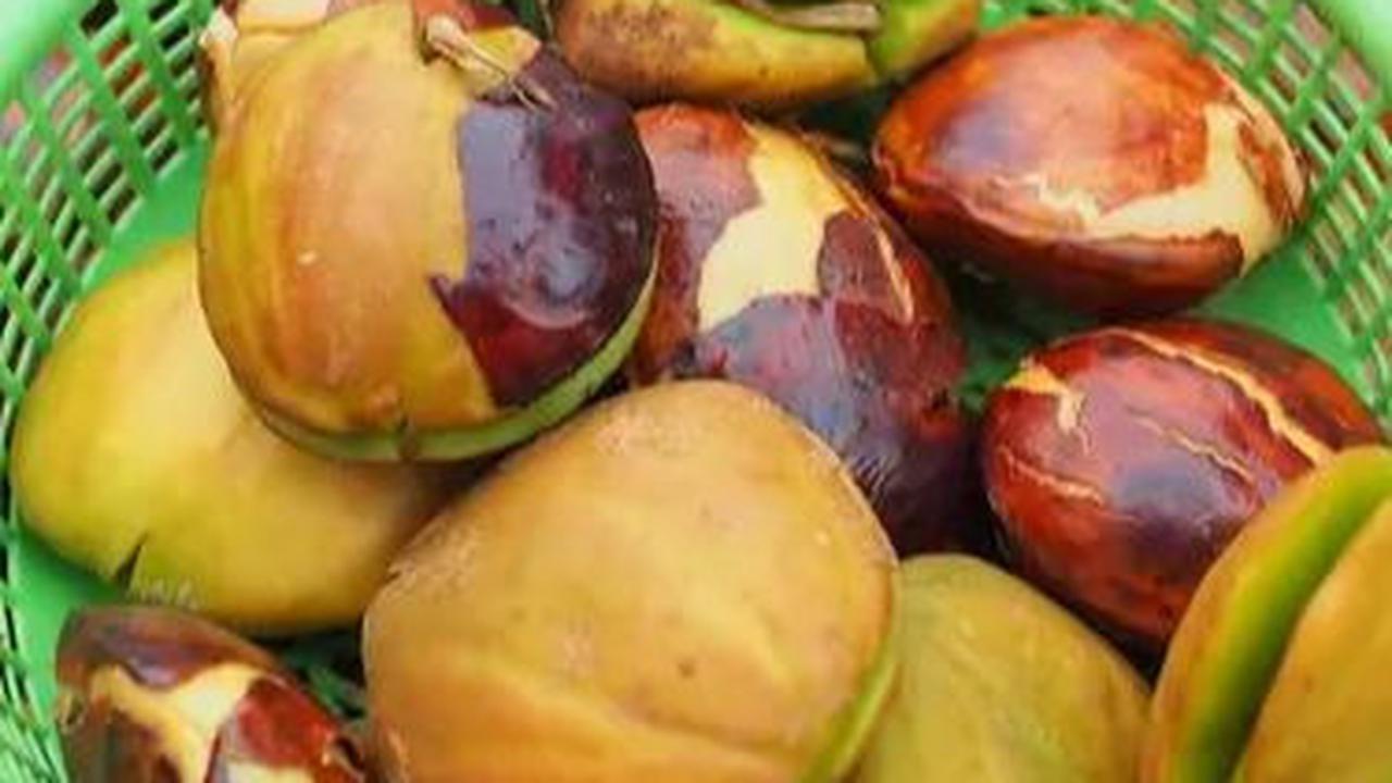 <b>Mengenal Jengkol. Buah Kontroversial dalam Kuliner Indonesia</b>