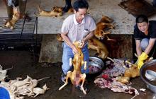 Sadis, ribuan anjing & kucing dibantai untuk dikonsumsi di China