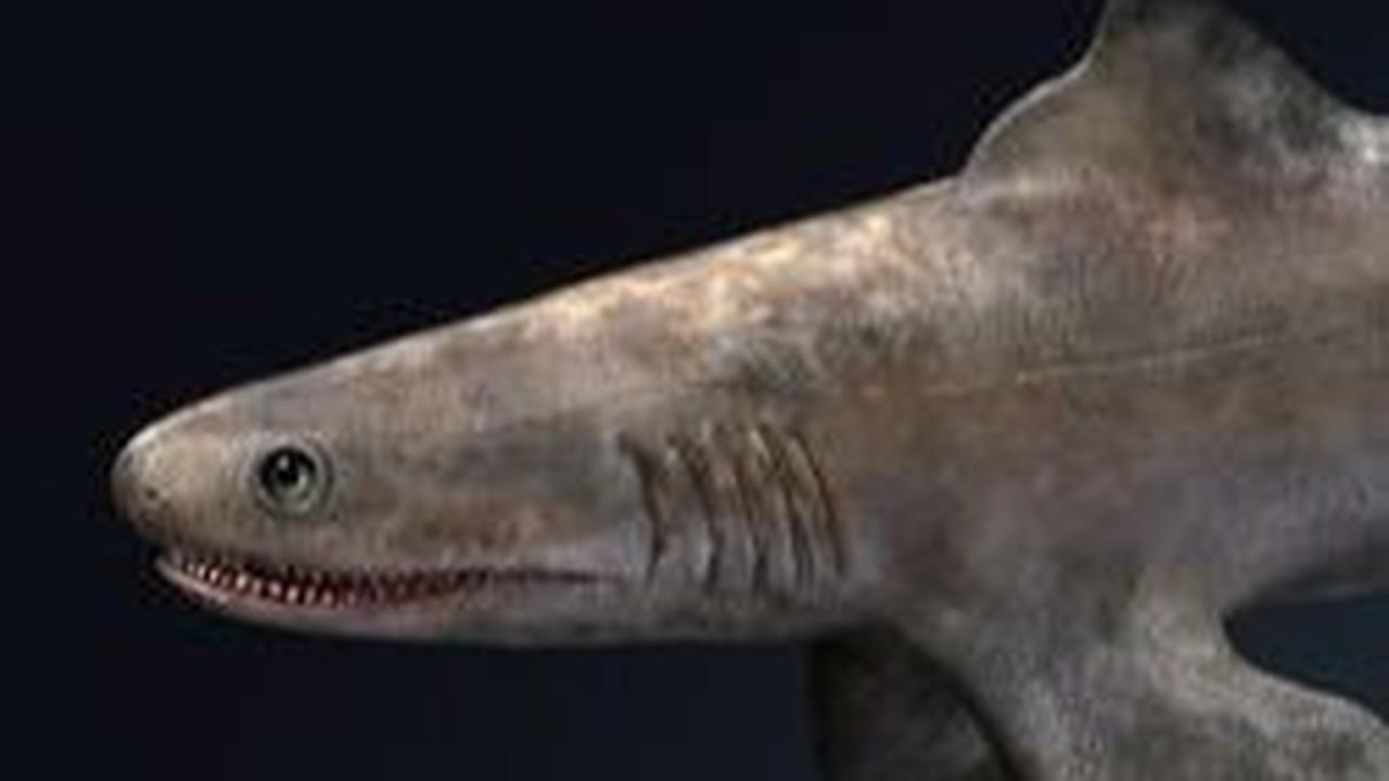 <b>Cladoselache Shark</b><br>