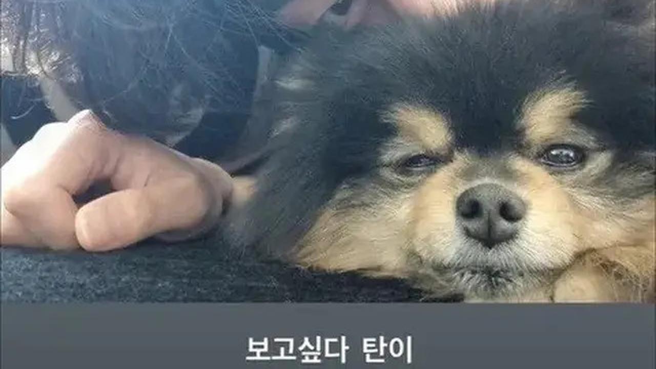 6 Potret Kenangan Yeontan dengan V BTS, Saat Diadopsi hingga Tampil dalam Teaser Lagu di Pengujung Usianya