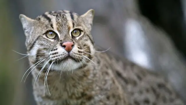 7 Jenis Kucing Paling Langka di Dunia
