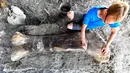 Peneliti National History Museum of Paris, Maxime Lasseron memeriksa tulang paha dinosaurus Sauropoda di sebuah situs penggalian di barat daya Prancis, 24 Juli 2019. Tulang paha dengan berat 500 kg ini dianggap milik dinosaurus herbivora terbesar dari periode Jurassic Sauropod. (GEORGES GOBET/AFP)