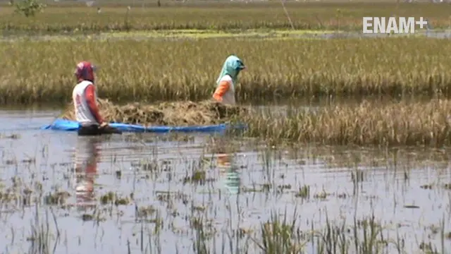 Ratusan Hektar sawah di Tuban Jawa Timur rusak akibat terendam banjir. Para petani terpaksa panen lebih awal meskipun dengan hasil seadanya.
