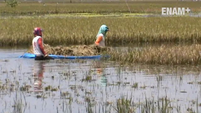 ENAM PLUS: Ratusan Hektare Padi Terendam Banjir