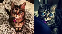 Kucing yang satu ini benar-benar berbeda dengan kucing lainnya.Pasalnya kucing ini memiliki mata bulat besar dan bening, sehingga membuatnya tampak seperti hewan peliharaan alien