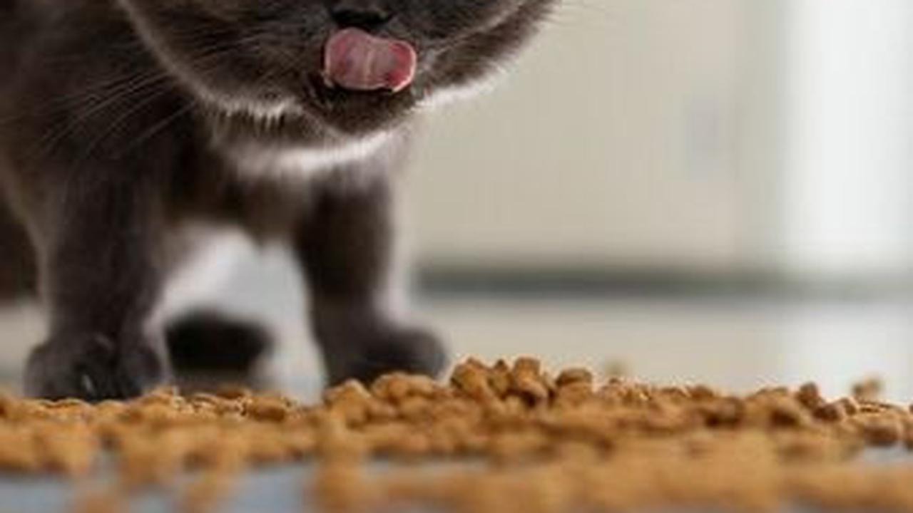 Ingatlah untuk selalu memperhatikan kesehatan dan preferensi kucing kesayangan Anda, serta berkonsultasi dengan dokter hewan untuk memastikan makanan yang diberikan sesuai dengan kebutuhan kesehatan mereka.