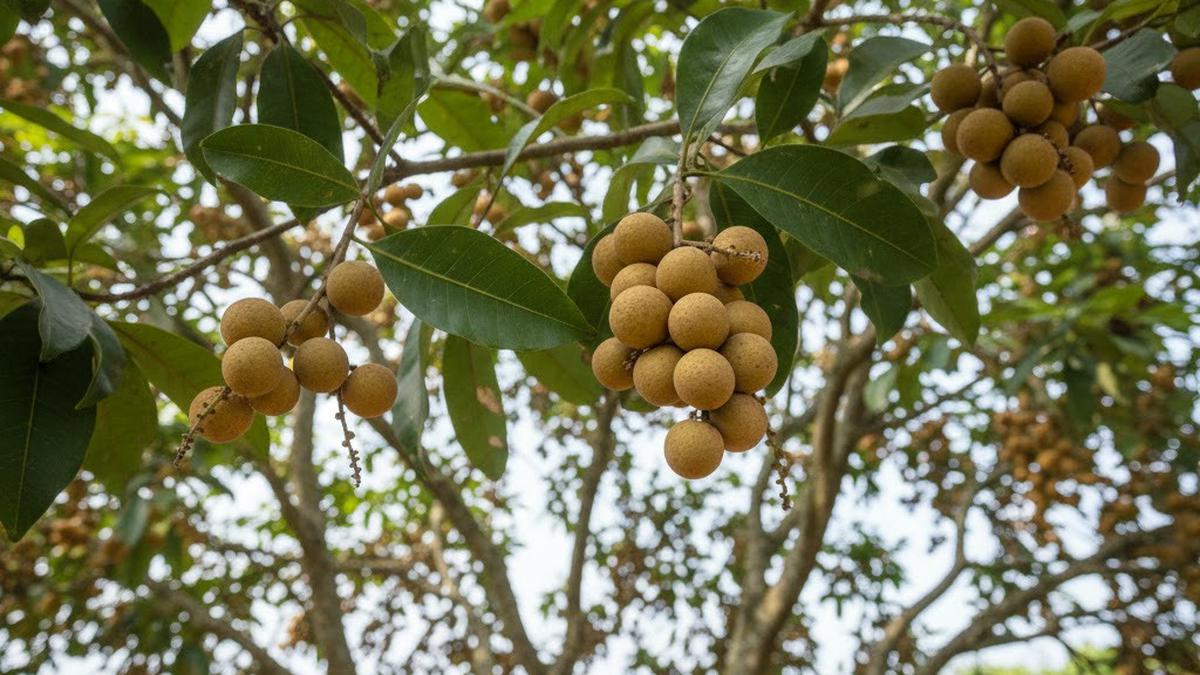 7 Cara Merangsang Pohon Duku agar Cepat Berbuah di Pekarangan