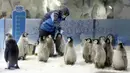 Staf memberi makan bayi penguin kaisar di taman hiburan Chimelong Ocean Kingdom yang berada di Zhuhai, Provinsi Guangdong, China pada 8 November 2020. Sepuluh bayi penguin kaisar yang lahir antara Juni hingga Agustus tahun ini tampil perdana di depan publik pada Minggu (8/11). (Xinhua/Huang Guobao)