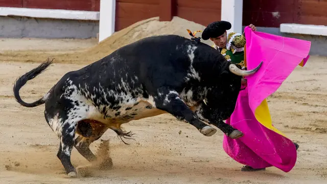 FOTO: Pertunjukan Adu Banteng di Tengah Pandemi Virus Corona COVID-19
