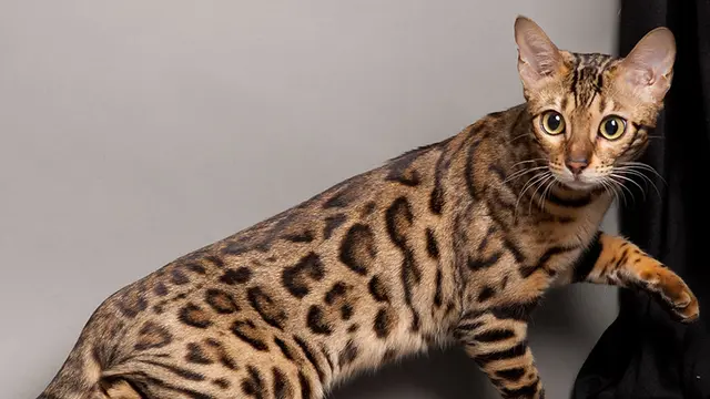 Bengal.