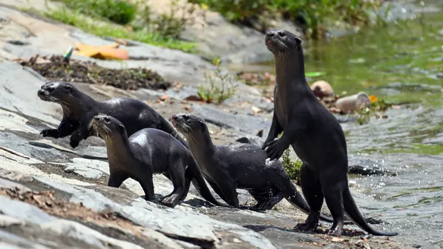 7 Hewan Paling Cerdas di Dunia, Ada Rakun dan Lumba-Lumba - Citizen6