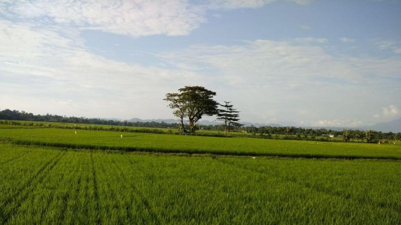 Kabupaten Bone Tetapkan 87,5 Persen Lahan Pertanian Pangan Berkelanjutan, Lampaui Target Nasional