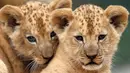 Dua bayi singa berber (Panthera leo leo) beristirahat di kandang mereka di kebun binatang Dvur Kralove, Republik Ceko, Senin (8/7/2019). Singa berber atau dikenal juga dengan nama singa atlas atau singa nubia, adalah subspesies dari singa yang telah punah di alam liar sekitar abad ke-20. (AP/Petr Da