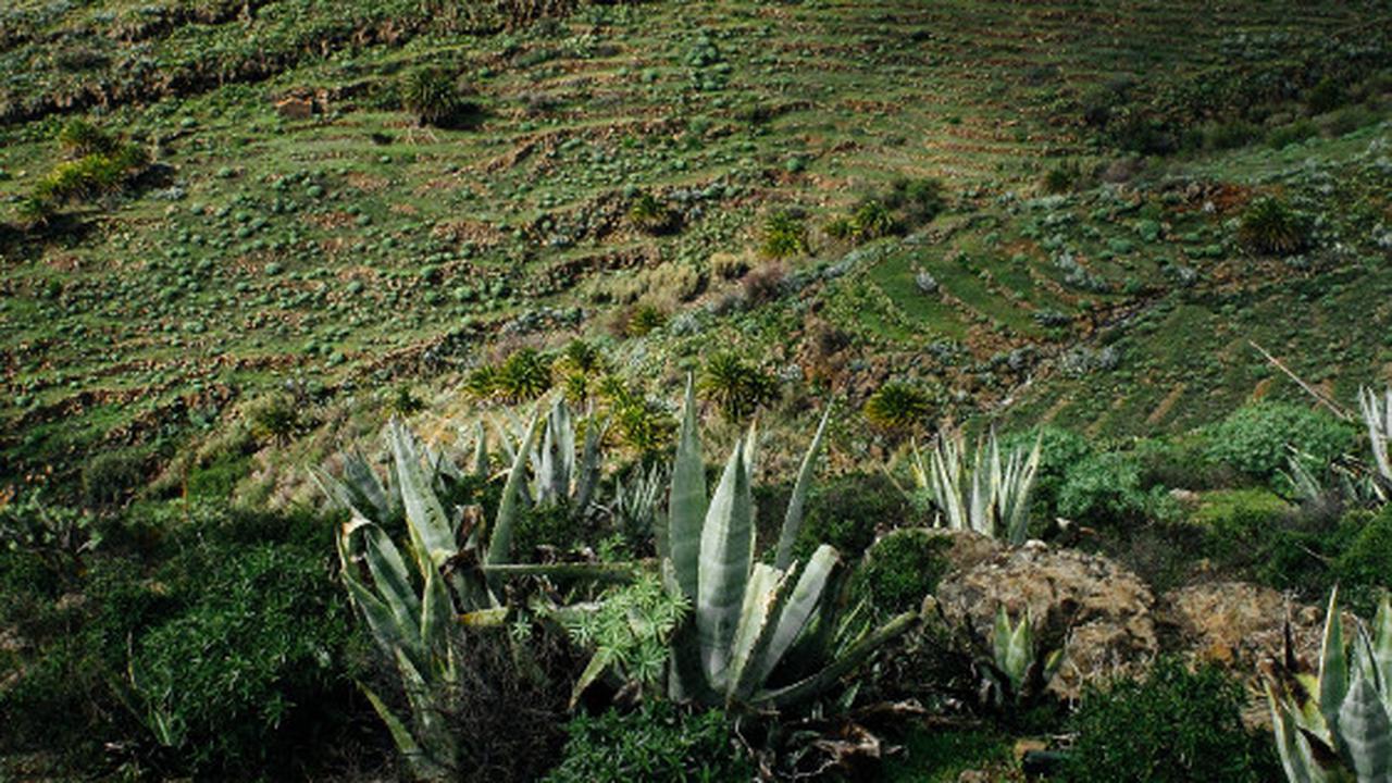 Potensi Risiko Konsumsi Agave