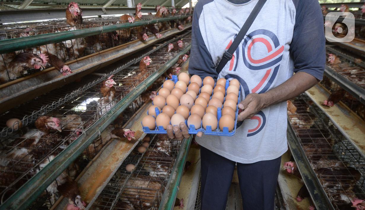Peternak ayam petelur Madsai (41) mengambil telur yang siap dikirim ke pasar di Desa Pengasinan, Gunung Sindur, Kabupaten Bogor, Jawa Barat, Selasa (6/10/2020). Harga telur eceran sempat mencapai Rp 24 ribu per kilogram, sekarang turun Rp 18,500 per kilogram. (merdeka.com/Dwi Narwoko)