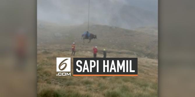VIDEO: Sulit Berjalan ke Peternakan, Sapi Hamil Diangkut Helikopter