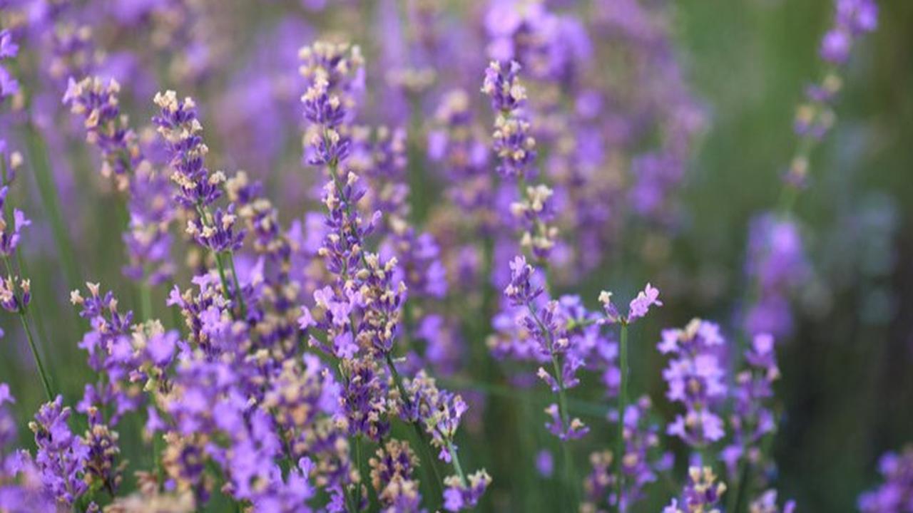 Manfaat Kesehatan Bunga Lavender, Ketahui di Mana Sebaiknya Kita Menanamnya di Rumah