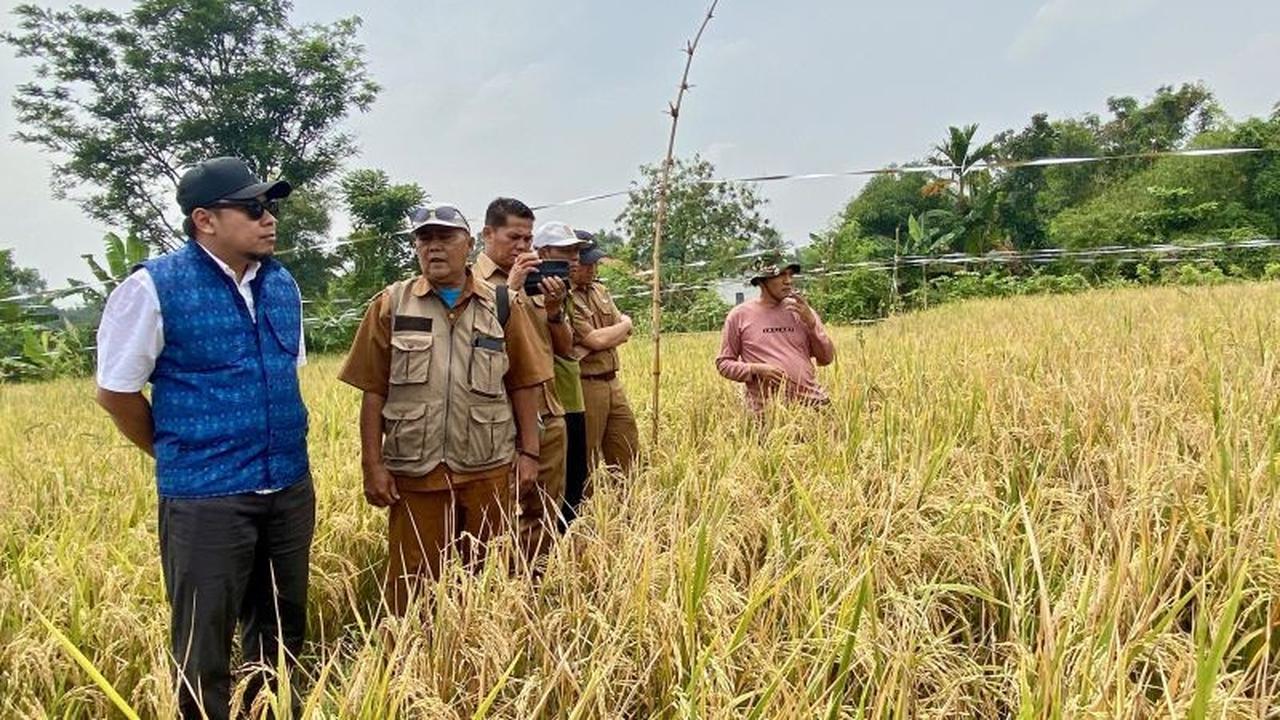 Inovasi PT PII: Petani Karawang Kembangkan Beras Sehat Inpari Nutrizinc