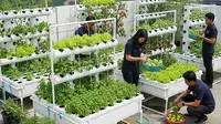 9 Ide Kebun Sayur di Rooftop Kantor untuk Kemandirian Pangan Karyawan