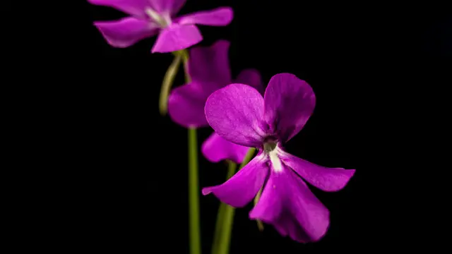 Tanaman Butterwort (Pinguicula)