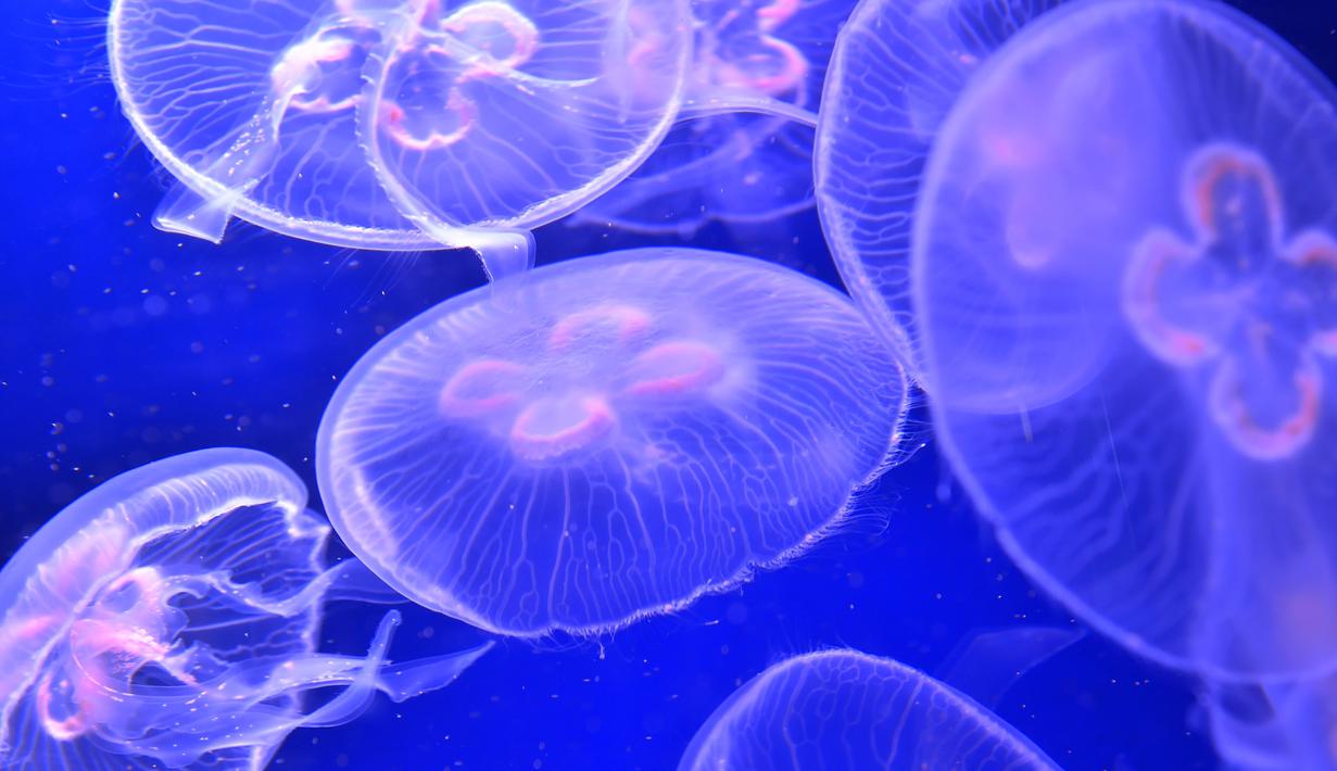 Ubur-ubur berenang di Ocearium di Le Croisic, Perancis, (06/12/2016). (AFP PHOTO/Loic VENANCE)