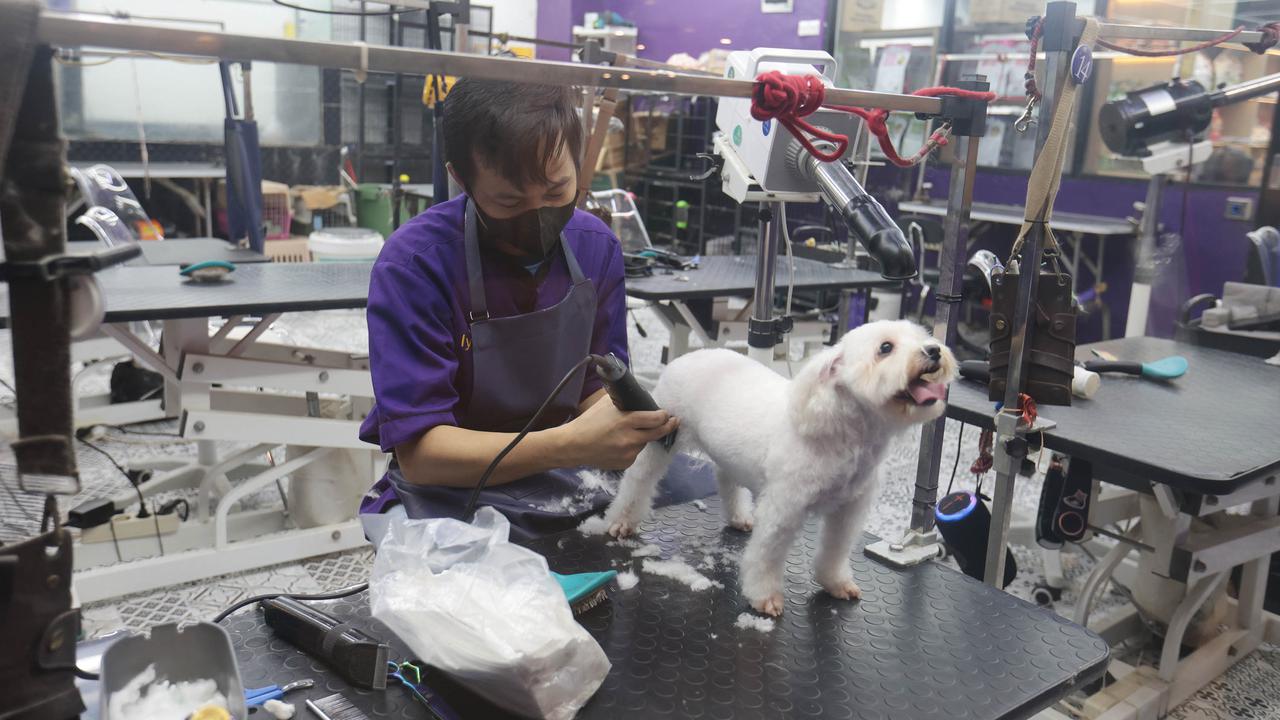 Cukur Bulu hingga Mandi Hewan Jadi Cuan Bisnis Pet Shop