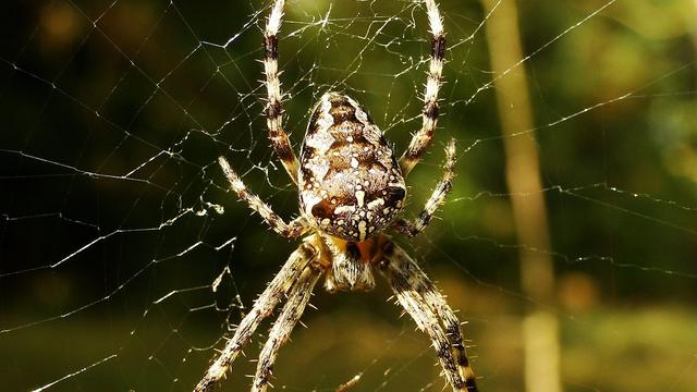 Sempat Turun Hujan Laba-laba Di Brazil, Begini Kata Pakar