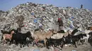 Para pengumpul sampah Palestina mencari sampah di tempat pembuangan sampah di Kota Gaza (29/7/2019). Kemiskinan yang terjadi akibat blokade Israel dan kurangnya kesempatan kerja membuat beberapa warga Palestina memilih bekerja mencari sampah untuk dijual. (AFP Photo/Mohammed)