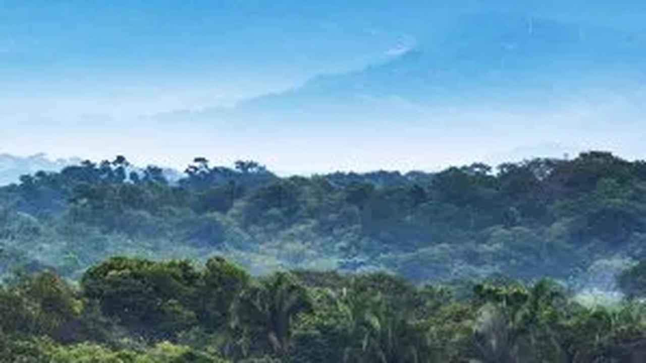 Teknologi Laser Ungkap Jalan Aspal di Tengah Hutan, Dibangun Bangsa Maya 1200 Tahun Lalu