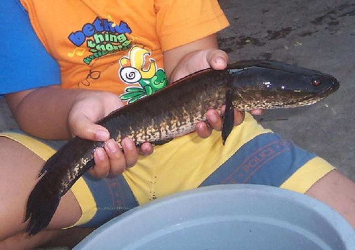 Ternak Ikan Lele vs Ikan Gabus, Mana yang Lebih Menguntungkan di Tahun 2026?