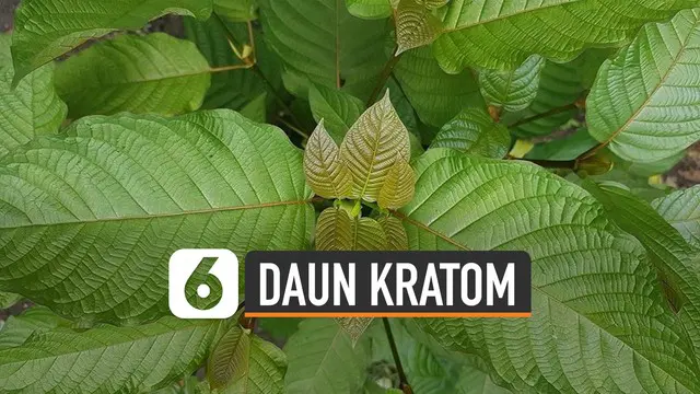 Daun kratom (Mitragyna speciosa) berasal dari pohon cemara tropis di keluarga kopi. Manfaat daun kratom sudah menyebar ke seluruh dunia.