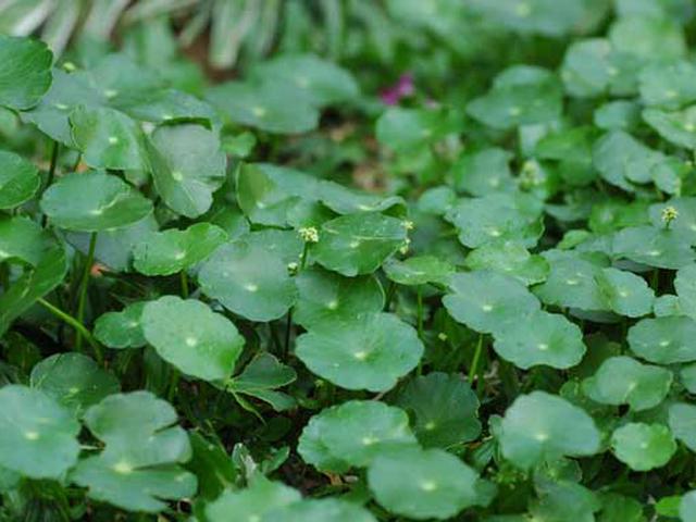 6 Manfaat Daun Pegagan Untuk Kesehatan Tanaman Liar Untuk Pengobatan Hot Liputan6 Com