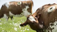 Para peneliti di Swiss melubangi tubuh sapi guna melihat apa saja makanan yang dikonsumsi oleh sapi-sapi yang ada dipeternakan.