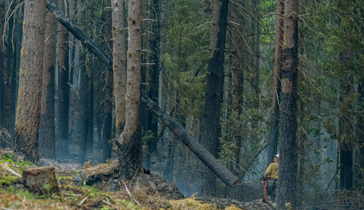 <p>Seorang petugas pemadam kebakaran menebang pohon hangus saat ia bekerja untuk menahan api Cedar Creek di sebelah timur Oakridge, Oregon, Senin (12/9/2022). Hampir 1.500 warga Oregon telah diperintahkan untuk mengungsi dari rumah mereka. (Photo by Dan Morrison/AFP)</p>