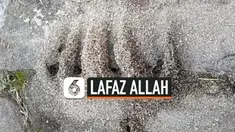 FENOMENA SARANG SEMUT DENGAN LAFAZ ALLAH DI BUKITTINGGI